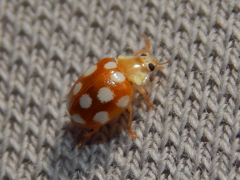 Serie di Coccinellidae del Parco del Ticino